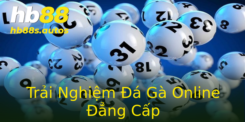 Trải Nghiệm Đá Gà Online Đẳng Cấp Trải Nghiệm Đá Gà Online Đẳng Cấp