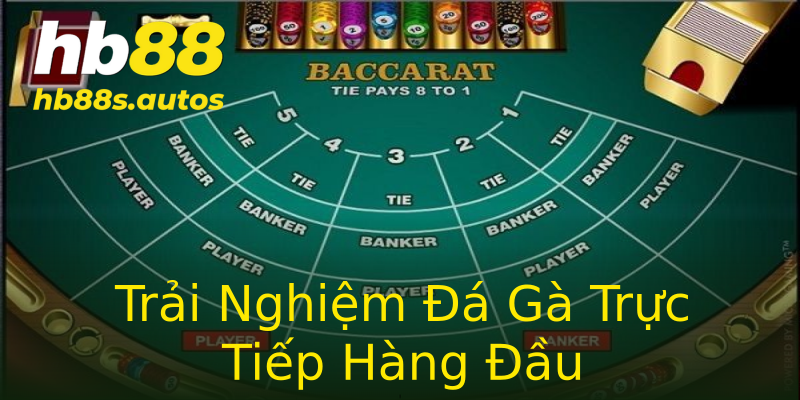 Trải Nghiệm Đá Gà Trực Tiếp Hàng Đầu Trải Nghiệm Đá Gà Trực Tiếp Hàng Đầu